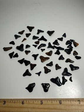 Large lot of fossilized sharks teeth from 1970's on Florida beaches